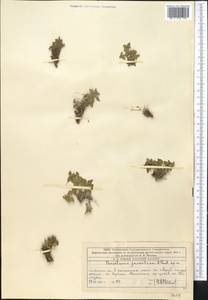 Постенница иудейская L., Средняя Азия и Казахстан, Западный Тянь-Шань и Каратау (M3) (Казахстан)