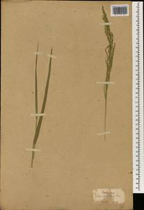 Miscanthus tinctorius (Steud.) Hack., Зарубежная Азия (ASIA) (Япония)