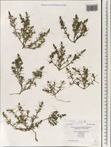 Солянка обыкновенная, Солянка сорная L., Монголия (MONG) (Монголия)