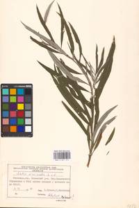 Ива прутовидная, Ива корзиночная L., Восточная Европа, Московская область и Москва (E4a) (Россия)