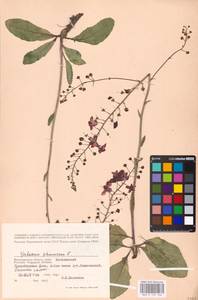 MHA 0 159 106, Коровяк фиолетовый L., Восточная Европа, Нижневолжский район (E9) (Россия)