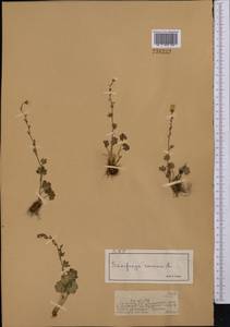 Камнеломка наклоненная, Камнеломка поникающая L., Средняя Азия и Казахстан, Джунгарский Алатау и Тарбагатай (M5) (Казахстан)