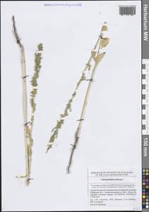 Марь городская (L.) S.Fuentes, Uotila & Borsch, Восточная Европа, Средневолжский район (E8) (Россия)