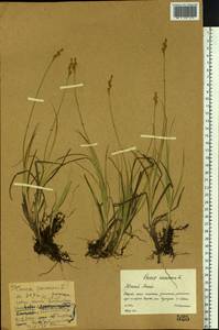 Осока седеющая, Осока сероватая, Сибирь, Западный (Казахстанский) Алтай (S2a) (Казахстан)