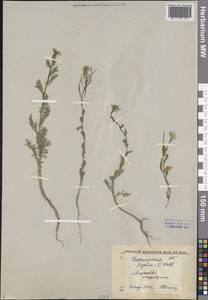 Дескурения Софии (L.) Webb ex Prantl, Средняя Азия и Казахстан, Каракумы (M6) (Туркмения)