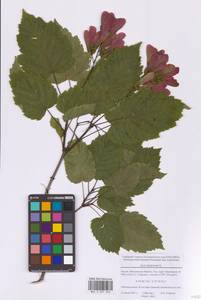 Клен татарский, Черноклен L., Восточная Европа, Московская область и Москва (E4a) (Россия)