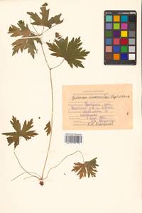 Герань Максимовича Regel & Maack, Сибирь, Дальний Восток (S6) (Россия)