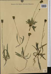 Tolpis staticifolia (All.) Sch. Bip., Западная Европа (EUR) (Австрия)