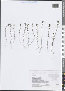 Очанка, Восточная Европа, Центральный район (E4) (Россия)