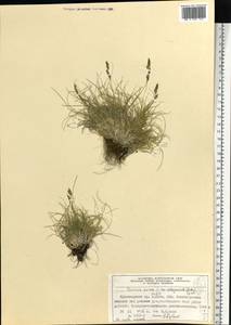 Овсяница овечья L., Сибирь, Алтай и Саяны (S2) (Россия)