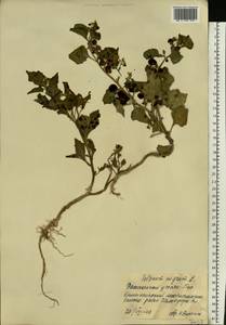 Паслен черный L., Восточная Европа, Нижневолжский район (E9) (Россия)