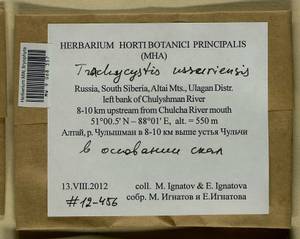 Trachycystis ussuriensis (Regel & Maack) T.J. Kop., Гербарий мохообразных, Мхи - Западная Сибирь (включая Алтай) (B15) (Россия)