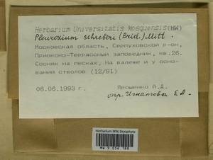 Pleurozium schreberi (Willd. ex Brid.) Mitt., Гербарий мохообразных, Мхи - Москва и Московская область (B6a) (Россия)