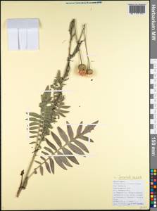 Klasea radiata subsp. radiata, Кавказ, Черноморское побережье (от Новороссийска до Адлера) (K3) (Россия)