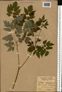 Actaea rubra subsp. rubra, Восточная Европа, Восточный район (E10) (Россия)