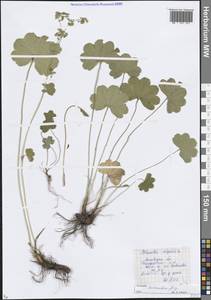 Манжетка сарматская Juz., Восточная Европа, Московская область и Москва (E4a) (Россия)