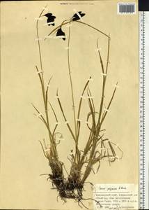 Carex caucasica subsp. caucasica, Сибирь, Алтай и Саяны (S2) (Россия)
