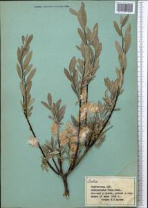 Ива, Средняя Азия и Казахстан, Северный и Центральный Тянь-Шань (M4) (Киргизия)