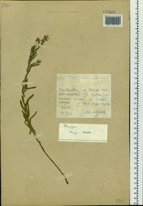 Aster altaicus Willd., Сибирь, Алтай и Саяны (S2) (Россия)