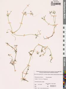 Лютик Гмелина DC., Сибирь, Чукотка и Камчатка (S7) (Россия)