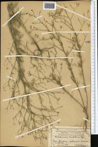 Delphinium barbatum Bunge, Средняя Азия и Казахстан, Западный Тянь-Шань и Каратау (M3) (Казахстан)