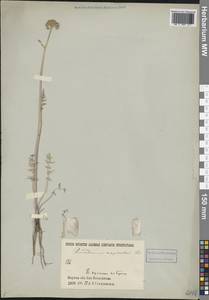 Горичник влагалищный Ledeb., Сибирь, Якутия (S5) (Россия)