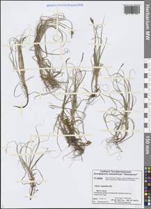 Осока наскальная, Осока скальная All., Сибирь, Центральная Сибирь (S3) (Россия)