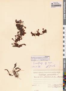 Камнеломка аянская (Sipliv.) Vorosch., Сибирь, Якутия (S5) (Россия)