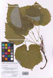 Vitis riparia Michx., Восточная Европа, Центральный лесостепной район (E6) (Россия)