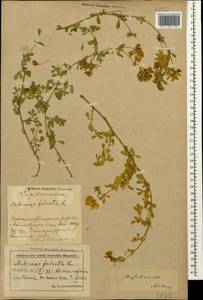 Medicago sativa subsp. glomerata (Balb.) Rouy, Кавказ, Азербайджан (K6) (Азербайджан)