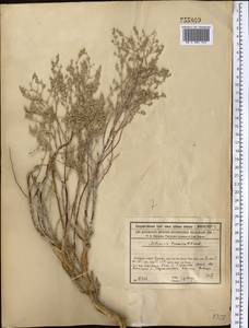 Полынь туранская (Krasch.) Poljak., Средняя Азия и Казахстан, Сырдарьинские пустыни и Кызылкумы (M7) (Казахстан)