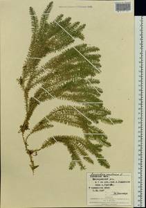 Spinulum annotinum subsp. annotinum, Восточная Европа, Западно-Украинский район (E13) (Украина)