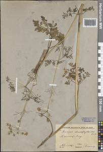 Elwendia chaerophylloides (Regel & Schmalh.) Pimenov & Kljuykov, Средняя Азия и Казахстан, Сырдарьинские пустыни и Кызылкумы (M7) (Узбекистан)