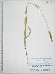 Тростянка жестковолосистая (Thunb.) Tanaka, Сибирь, Дальний Восток (S6) (Россия)