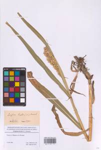Sorghum bicolor subsp. bicolor, Восточная Европа, Московская область и Москва (E4a) (Россия)