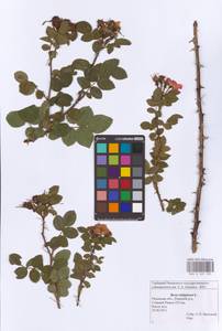 Шиповник ржаво-красный L., Восточная Европа, Центральный район (E4) (Россия)