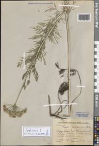 Жабрица однолетняя L., Восточная Европа, Нижневолжский район (E9) (Россия)