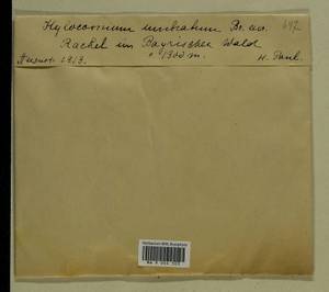 Hylocomiastrum umbratum (Hedw.) M. Fleisch. ex Broth., Гербарий мохообразных, Мхи - Западная Европа (BEu) (Германия)