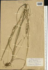 Lolium pratense (Huds.) Darbysh., Восточная Европа, Восточный район (E10) (Россия)