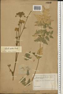 Жабрица порезниковая (L.) W. D. J. Koch, Восточная Европа, Северо-Украинский район (E11) (Украина)