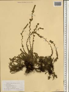 Камфоросма монпелийская L., Восточная Европа, Нижневолжский район (E9) (Россия)