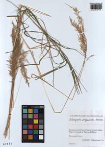 Вейник пурпурный (Trin.) Trin., Сибирь, Алтай и Саяны (S2) (Россия)