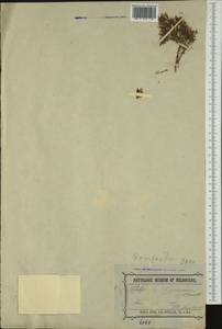 Rhodanthe pygmaea (DC.) P.G. Wilson, Австралия и Океания (AUSTR) (Австралия)