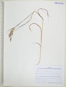 Sibirotrisetum sibiricum (Rupr.) Barberá, Сибирь, Дальний Восток (S6) (Россия)