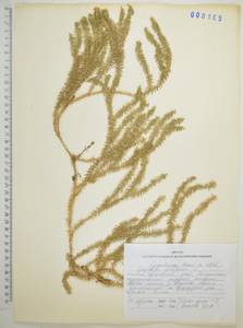 Spinulum annotinum subsp. annotinum, Сибирь, Дальний Восток (S6) (Россия)