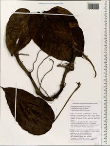 Rhaphidophora, Зарубежная Азия (ASIA) (Вьетнам)