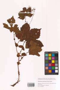 Таволга камчатская (Pall.) Maxim., Сибирь, Дальний Восток (S6) (Россия)