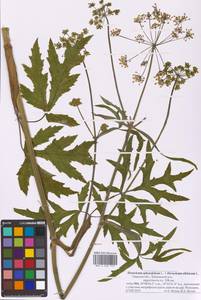 Heracleum sibiricum × sphondylium, Восточная Европа, Северо-Западный район (E2) (Россия)