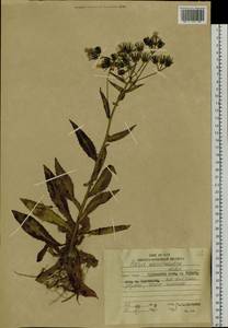 Picris japonica subsp. kamtschatica (Ledeb.) Hultén, Сибирь, Дальний Восток (S6) (Россия)