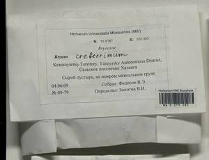 Ptychostomum creberrimum (Taylor) J.R. Spence & H.P. Ramsay, Гербарий мохообразных, Мхи - Красноярский край, Тыва и Хакасия (B17) (Россия)